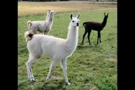 Llamas/Alcapas For Sale whatsapp +27734531381,  0.00