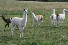 Llamas/Alcapas For Sale whatsapp +27734531381,  0.00