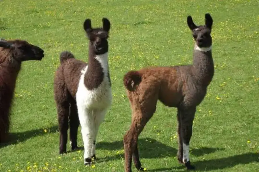 Llamas/Alcapas For Sale whatsapp +27734531381,  0.00