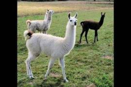 Llamas/Alcapas For Sale whatsapp +27734531381, 0 Llamas/Alcapas For Sale whatsapp +27734531381, 0