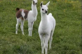 Llamas/Alcapas For Sale whatsapp +27734531381,  0.00
