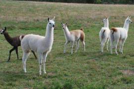 Llamas/Alcapas For Sale whatsapp +27734531381, 0 Llamas/Alcapas For Sale whatsapp +27734531381, 0