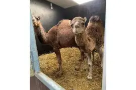 Camels for sale whatsapp +27734531381,  0.00