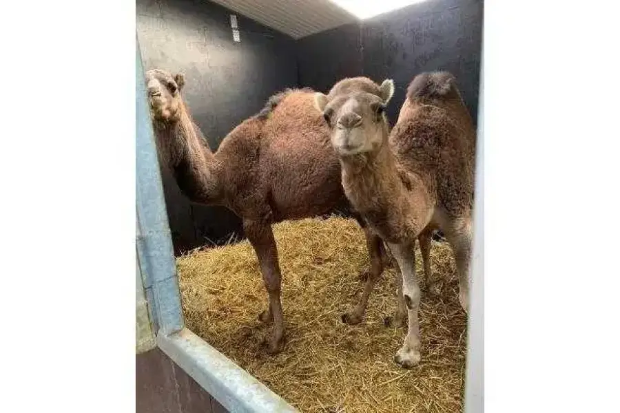Camels for sale whatsapp +27734531381,  0.00