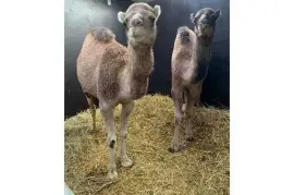Camels for sale whatsapp +27734531381,  0.00
