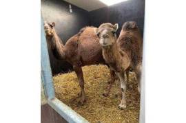 Camels for sale whatsapp +27734531381,  0