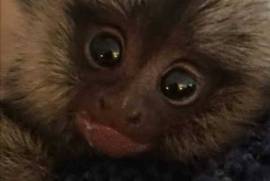 Capuchin en Marmoset babas te koop ,  18,000