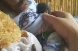 Capuchin en Marmoset babas te koop ,  18,000.00