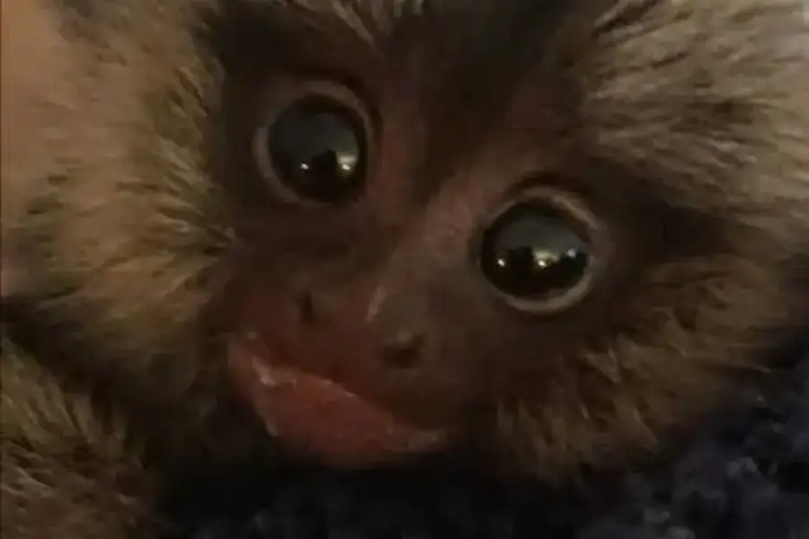 Capuchin en Marmoset babas te koop ,  18,000.00