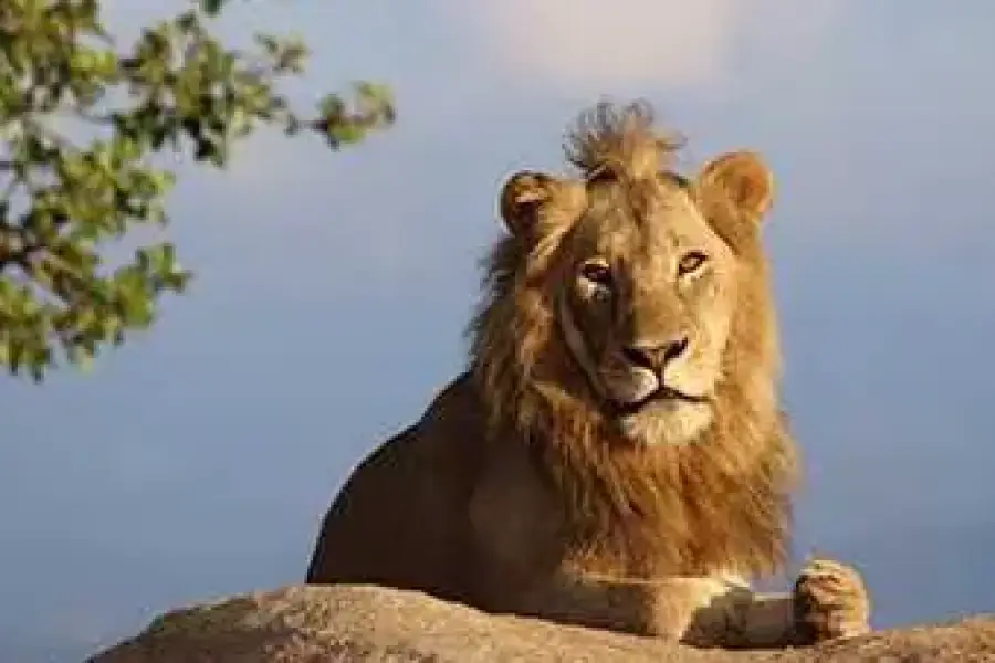 Kruger National Park Safaris by Kurt Safari