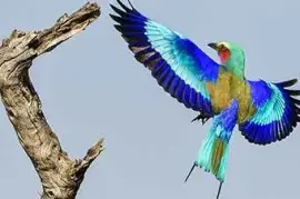 Kruger National Park Safaris by Kurt Safari