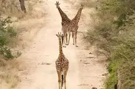 Kruger National Park Safaris by Kurt Safari