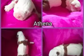 Registered American Pit Bull Terrier puppies for s, $  4,000.00