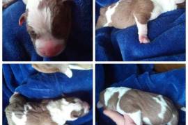 Registered American Pit Bull Terrier puppies for s, $ 4,000 Registered American Pit Bull Terrier puppies for s, $ 4,000