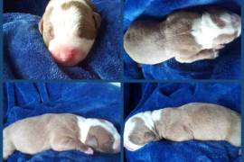 Registered American Pit Bull Terrier puppies for s, $ 4,000 Registered American Pit Bull Terrier puppies for s, $ 4,000