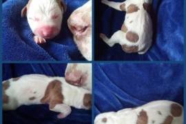Registered American Pit Bull Terrier puppies for s, $ 4,000 Registered American Pit Bull Terrier puppies for s, $ 4,000