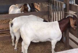 livestock sheep and goats for sale here, $  1,000.00