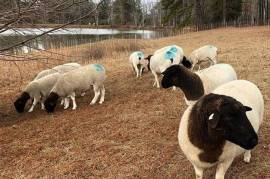 livestock sheep and goats for sale here, $  1,000.00