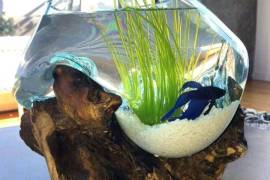 Hand Blown Glass | Business Opportunity, Contact u